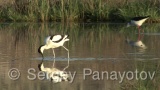 Video of Pied Avocet - Pied Avocet eating in lake in Bulgaria